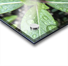 Rain Drops Acrylic print