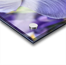 Iris Acrylic print