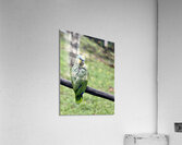 Beautiful Bird Acrylic Print
