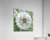 Dandelion Acrylic Print