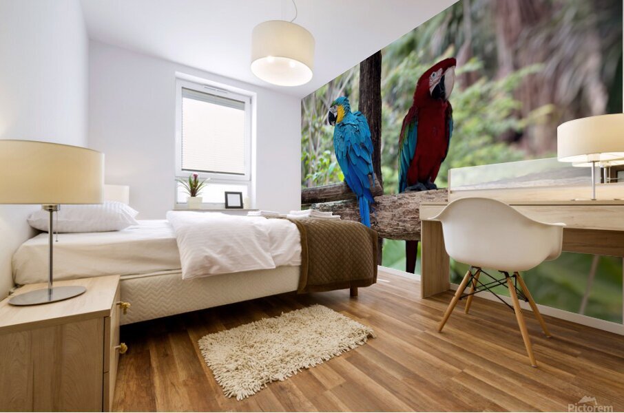 Macaws Mural print