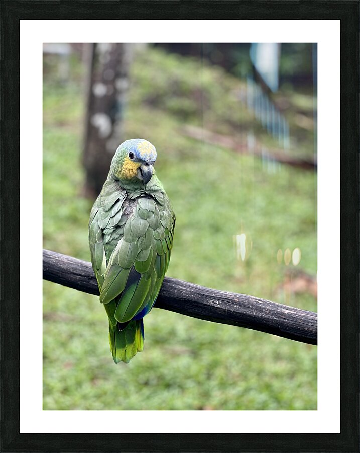 Beautiful Bird Picture Frame print