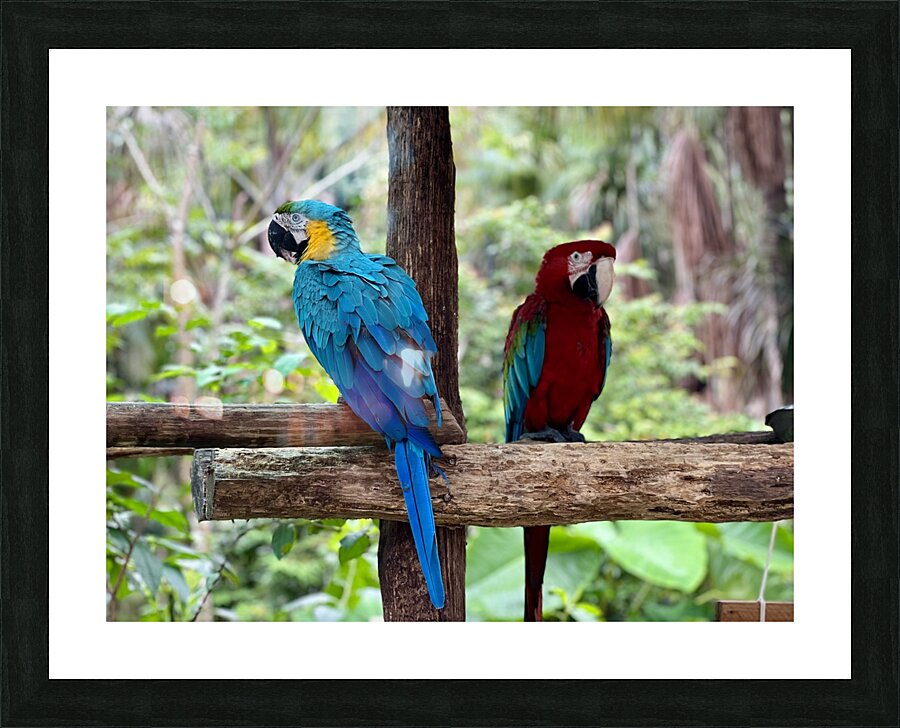 Macaws Picture Frame print