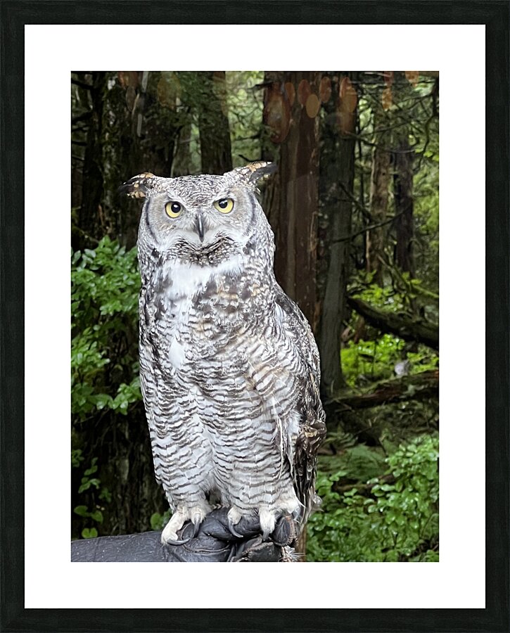 Owl Picture Frame print