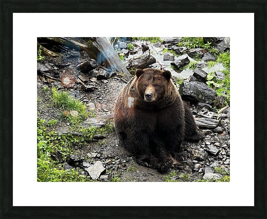 Alaskan Bear Picture Frame print