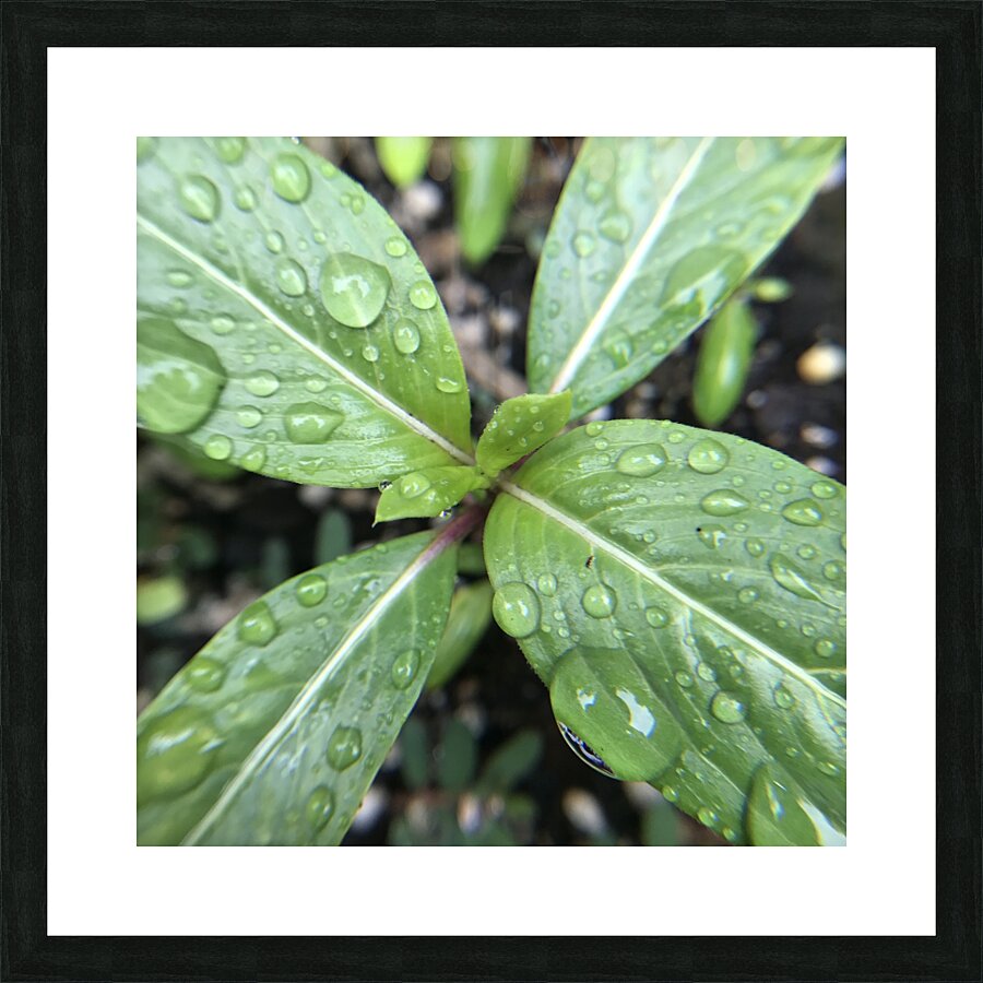 Rain Drops Picture Frame print