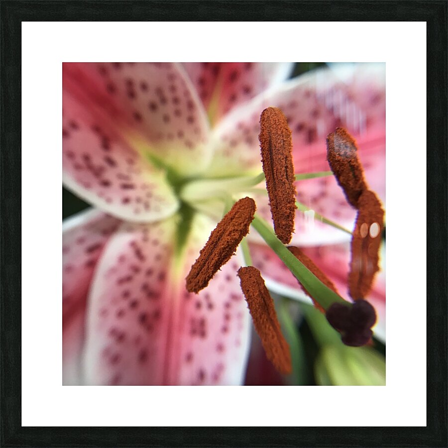 Stargazer Lilly Picture Frame print