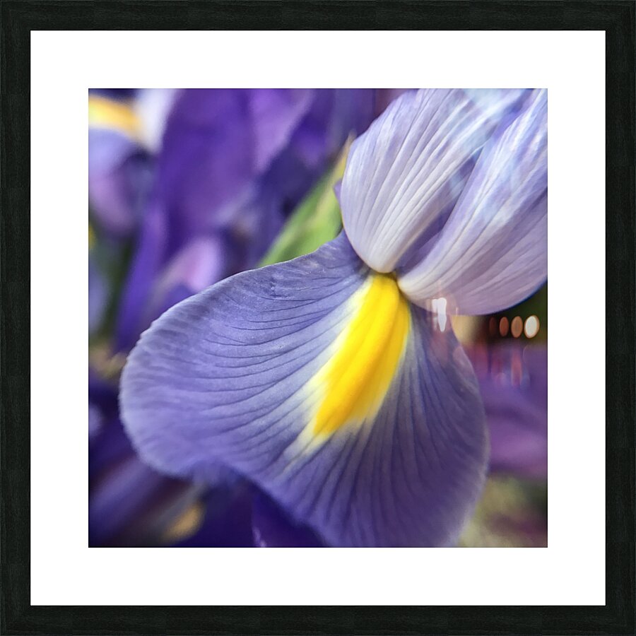 Iris Picture Frame print