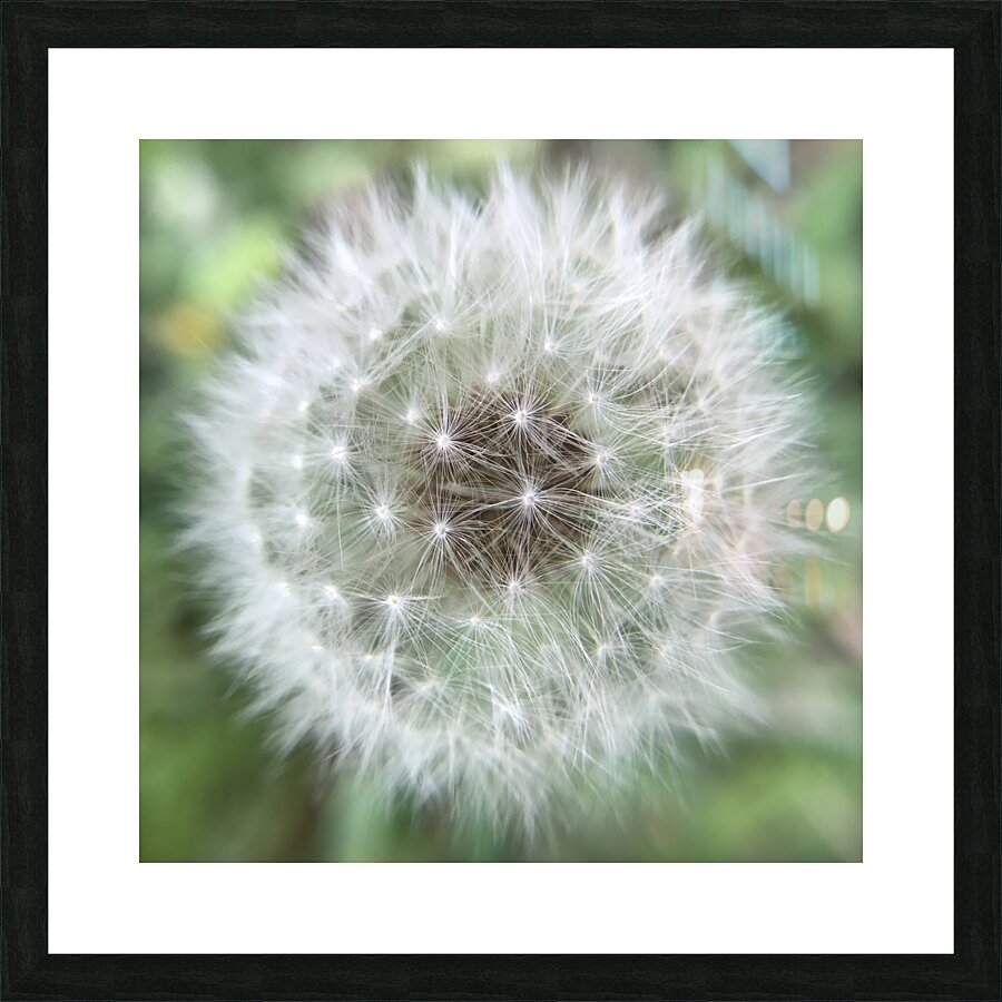 Dandelion Picture Frame print