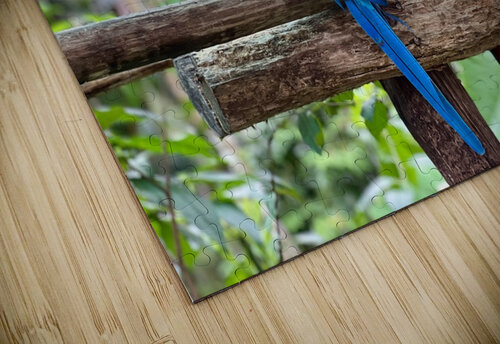 Macaws Designer Becky puzzle