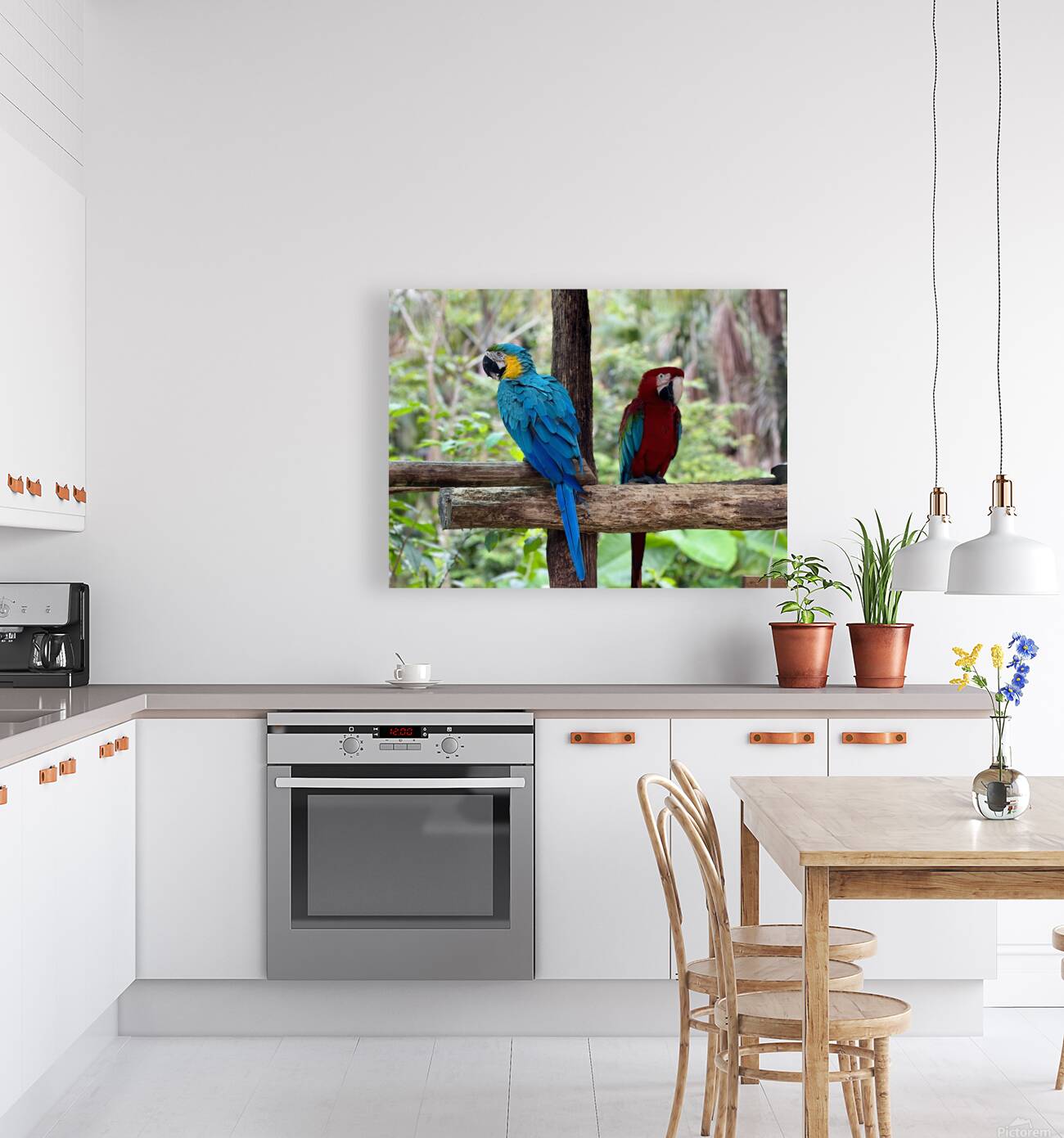 Macaws Reproduction