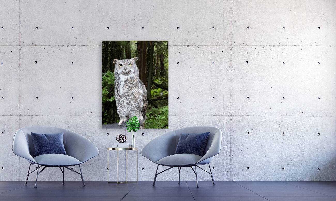 Owl Reproduction