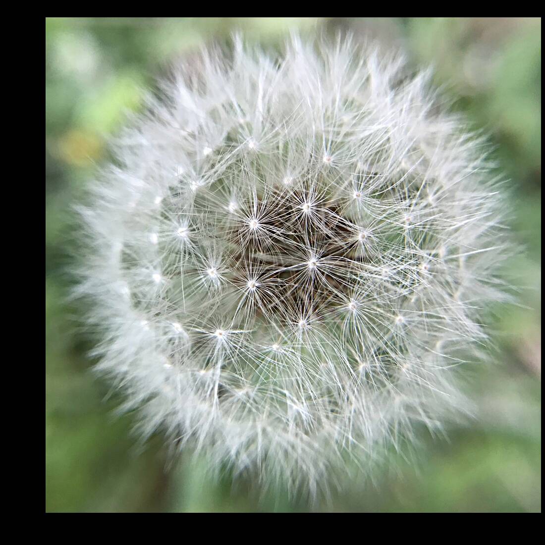 Dandelion Reproduction