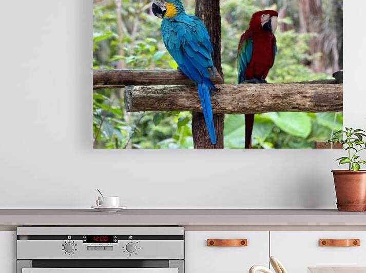 Macaws by Designer Becky