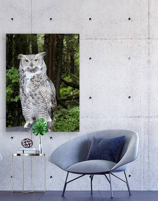 Owl Reproduction