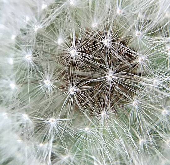 Dandelion Reproduction