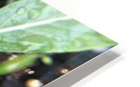 Rain Drops HD Metal print