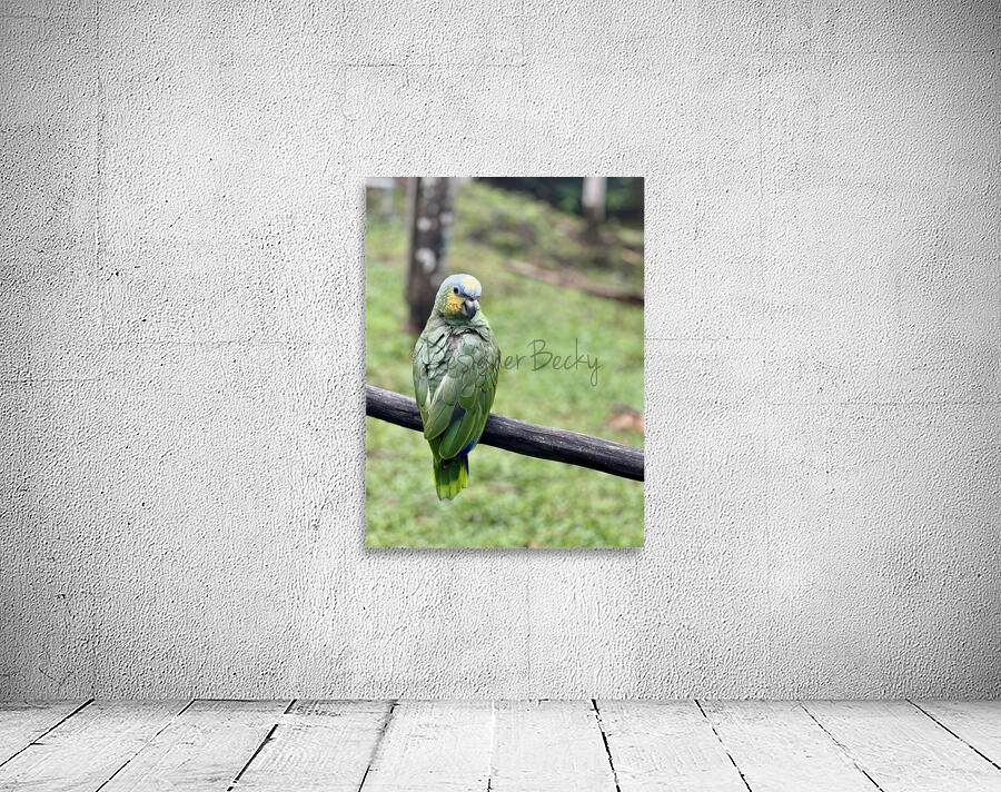 Beautiful Bird Wall Preview