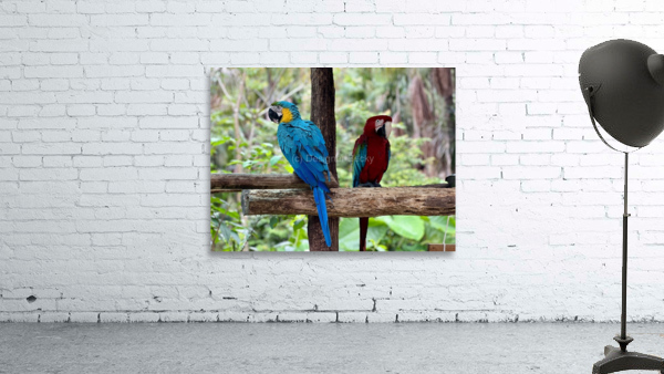Macaws Wall Preview
