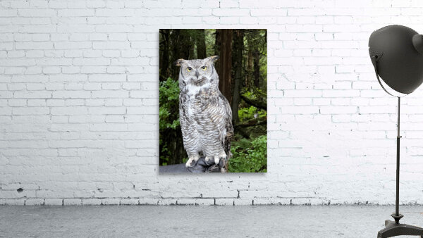 Owl Wall Preview