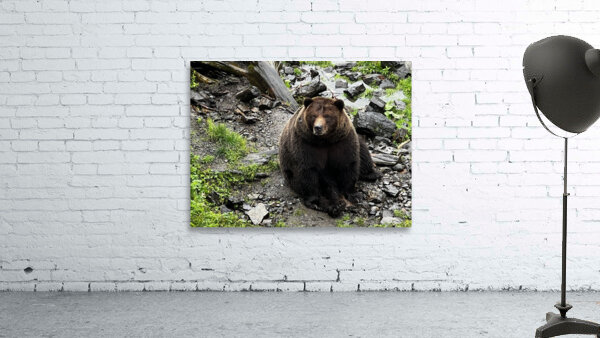 Alaskan Bear Wall Preview