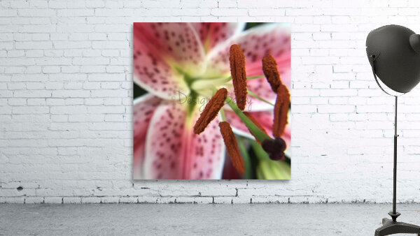 Stargazer Lilly Wall Preview