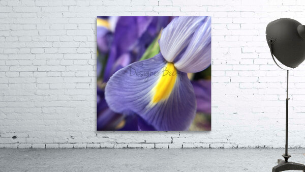 Iris Wall Preview