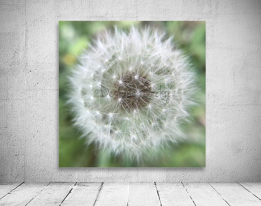 Dandelion Wall Preview