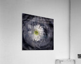 DSC0494 copy Acrylic Print