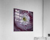 DSC0493 copy Acrylic Print