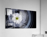 DSC0499 Acrylic Print