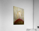 DSC0206 Acrylic Print