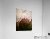 DSC0209 Acrylic Print