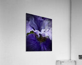 DSC0405.1 Acrylic Print