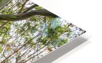 Rainbow forest pano 1 ekele3 HD Metal print