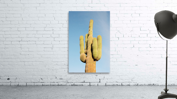 Lone Saguaro Wall Preview
