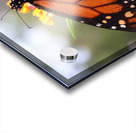 Butterfly Acrylic print