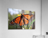 Butterfly Acrylic Print