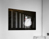 Swan 1037E Acrylic Print