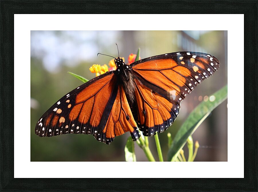 Butterfly Picture Frame print