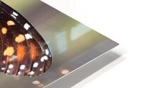 Butterfly HD Metal print