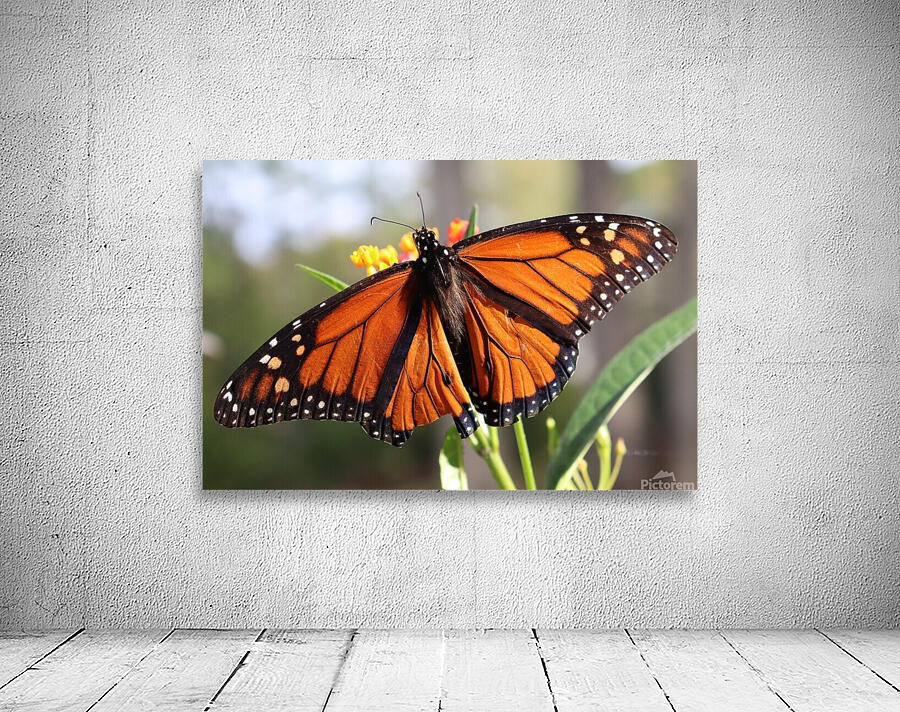 Butterfly Wall Preview