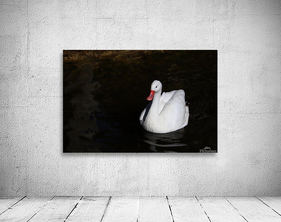 Swan 1037E Wall Preview