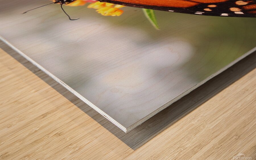 Butterfly Wood print