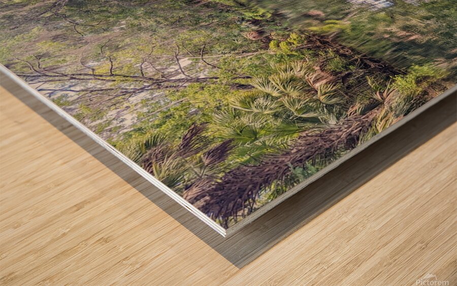 Silver Springs Wood print