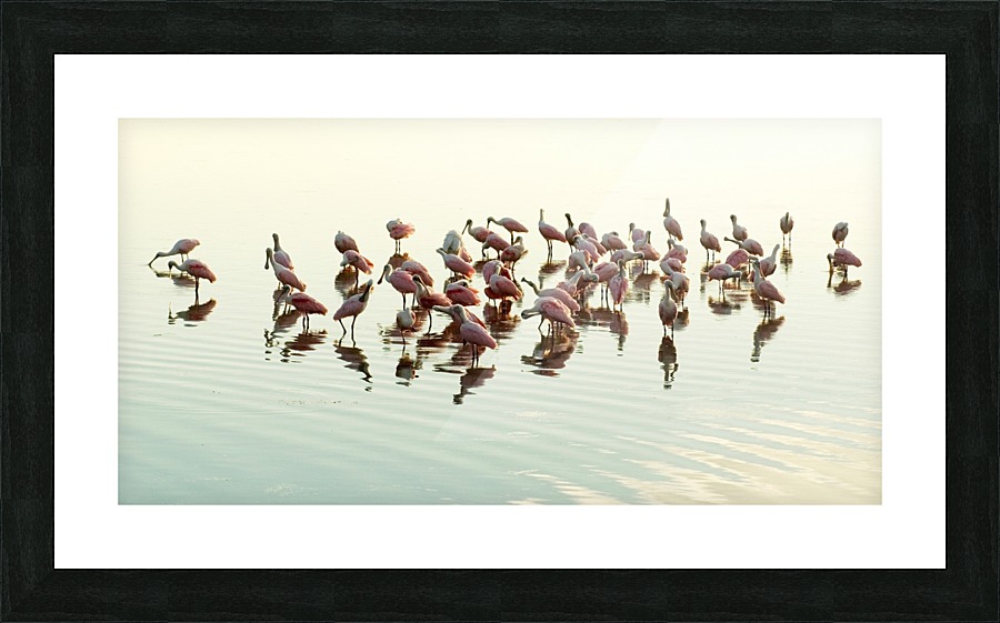 Roseate Gathering  Picture Frame print