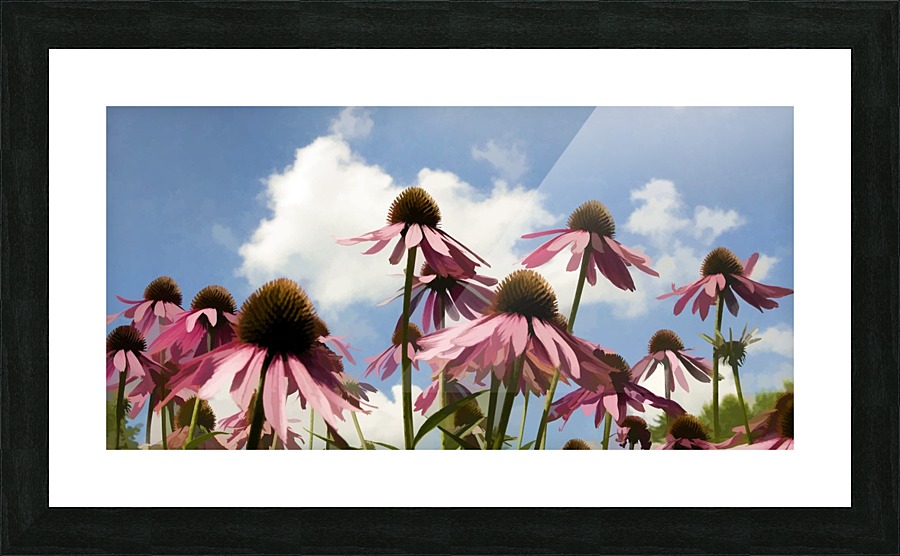 Coneflowers Picture Frame print