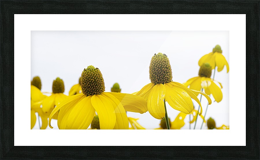 Sunshine Panorama Picture Frame print
