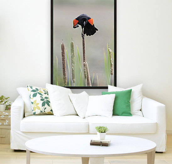 Upset Red Winged Blackbird   by Lee Fortier