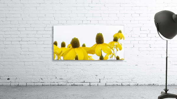 Sunshine Panorama Wall Preview